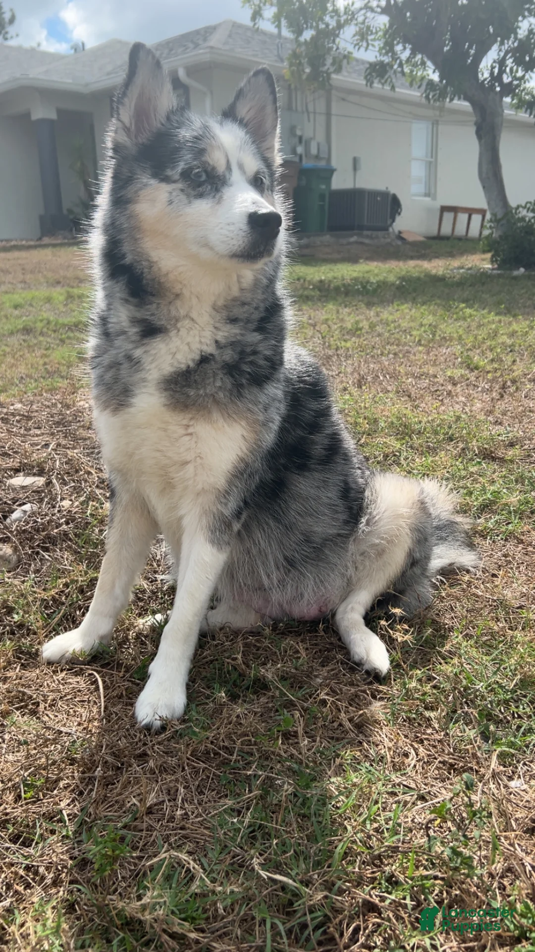 Pomsky dogs for sale: Daisy  - Ad 2