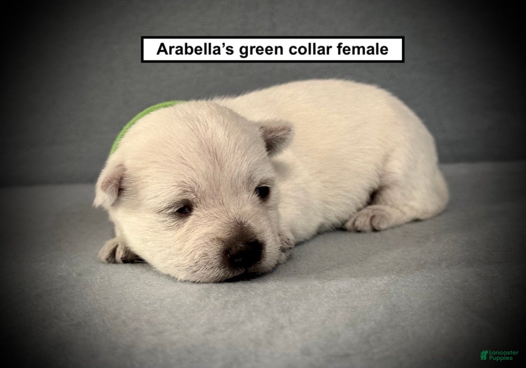 West Highland Terrier dogs AKC Arabella's Green Collar Female - Ad 3