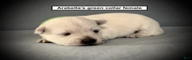 AKC Arabella's Green Collar Female