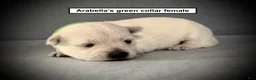 West Highland Terrier dogs for sale: AKC Arabella's Green Collar Female - Ad 1