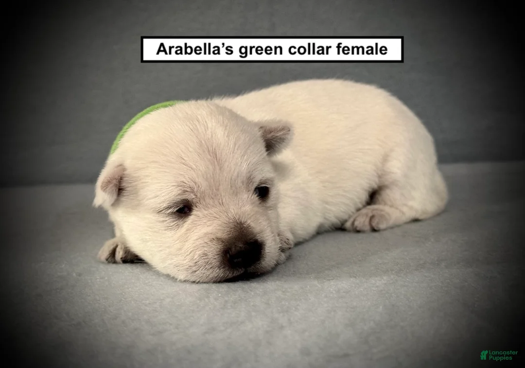 West Highland Terrier dogs for sale: AKC Arabella's Green Collar Female - Ad 1