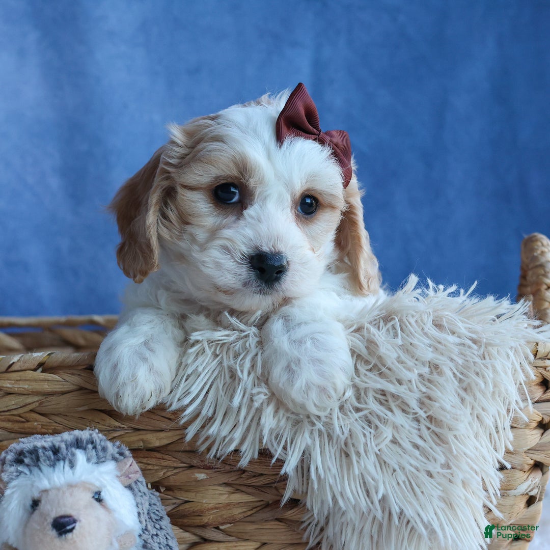 Cavachon dogs for sale: LONNIE - Ad 11