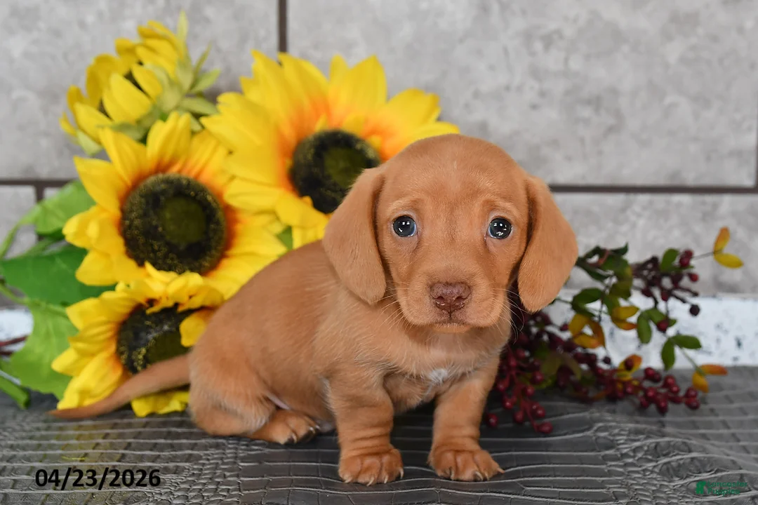 Miniature Dachshund dogs for sale: Jenny - Ad 1