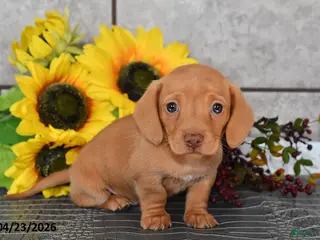 Miniature Dachshund dogs for sale: Jenny - Ad 2