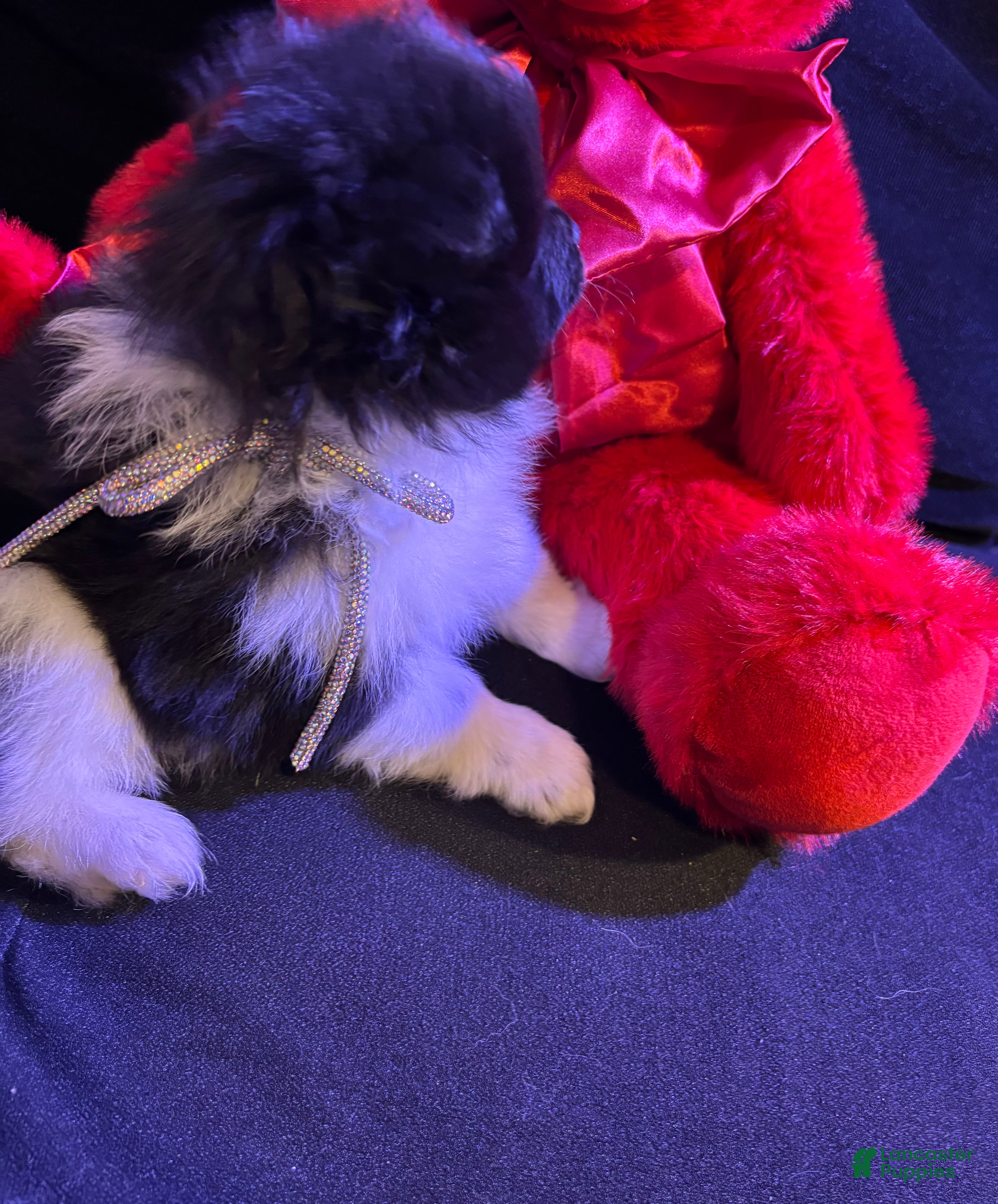 Pomeranian dogs Champ - Ad 6