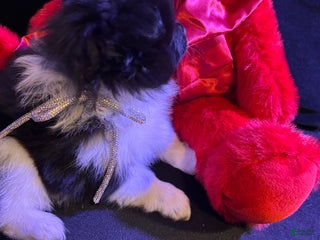 Pomeranian dogs Champ - Ad 8