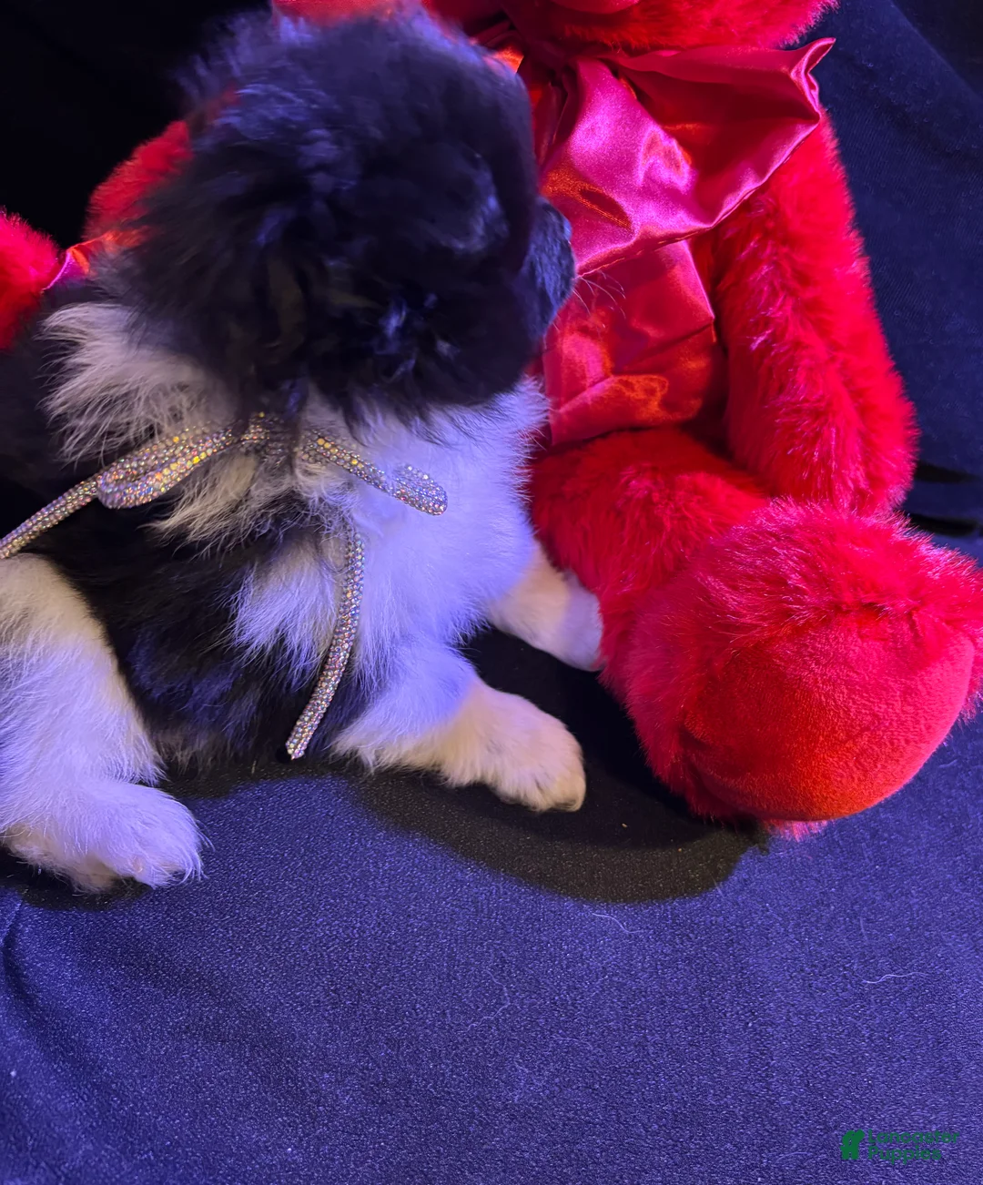 Pomeranian dogs for sale: Champ - Ad 1