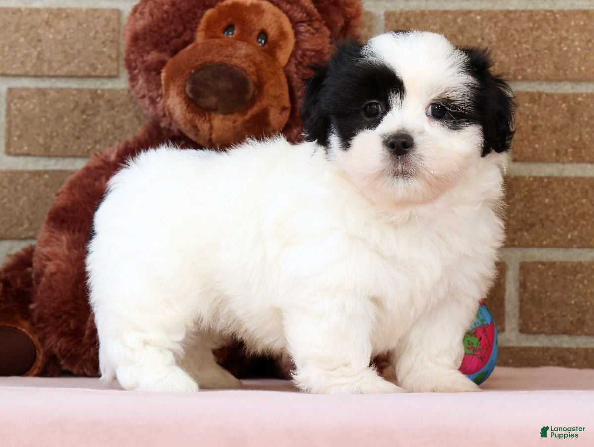 Shih Tzu dogs Panda - Ad 1