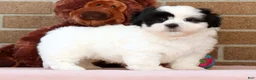 Shih Tzu dogs for sale: Panda - Ad 5