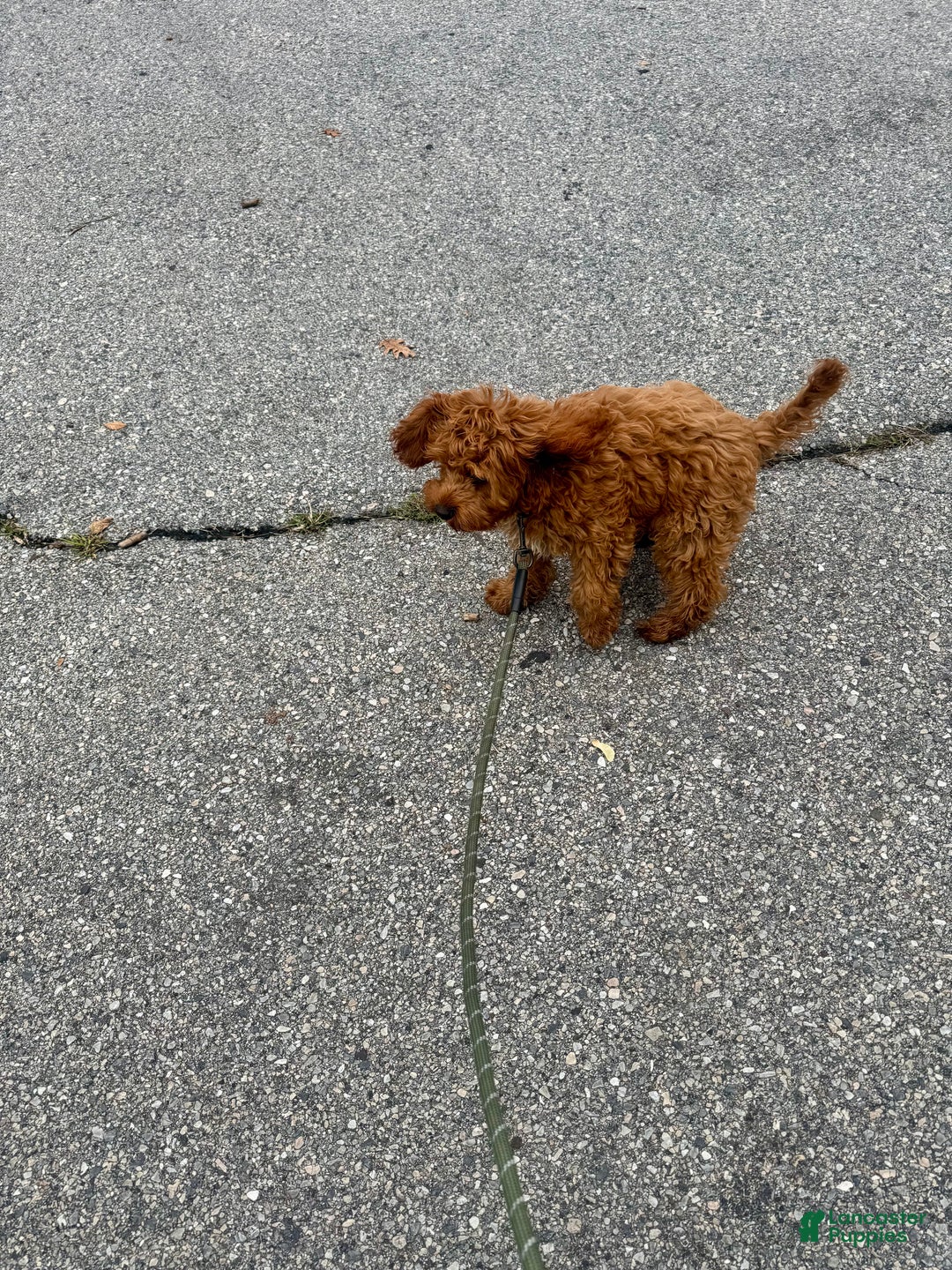 Cavapoo dogs for sale: Cavapoo Puppy 1 - Ad 5