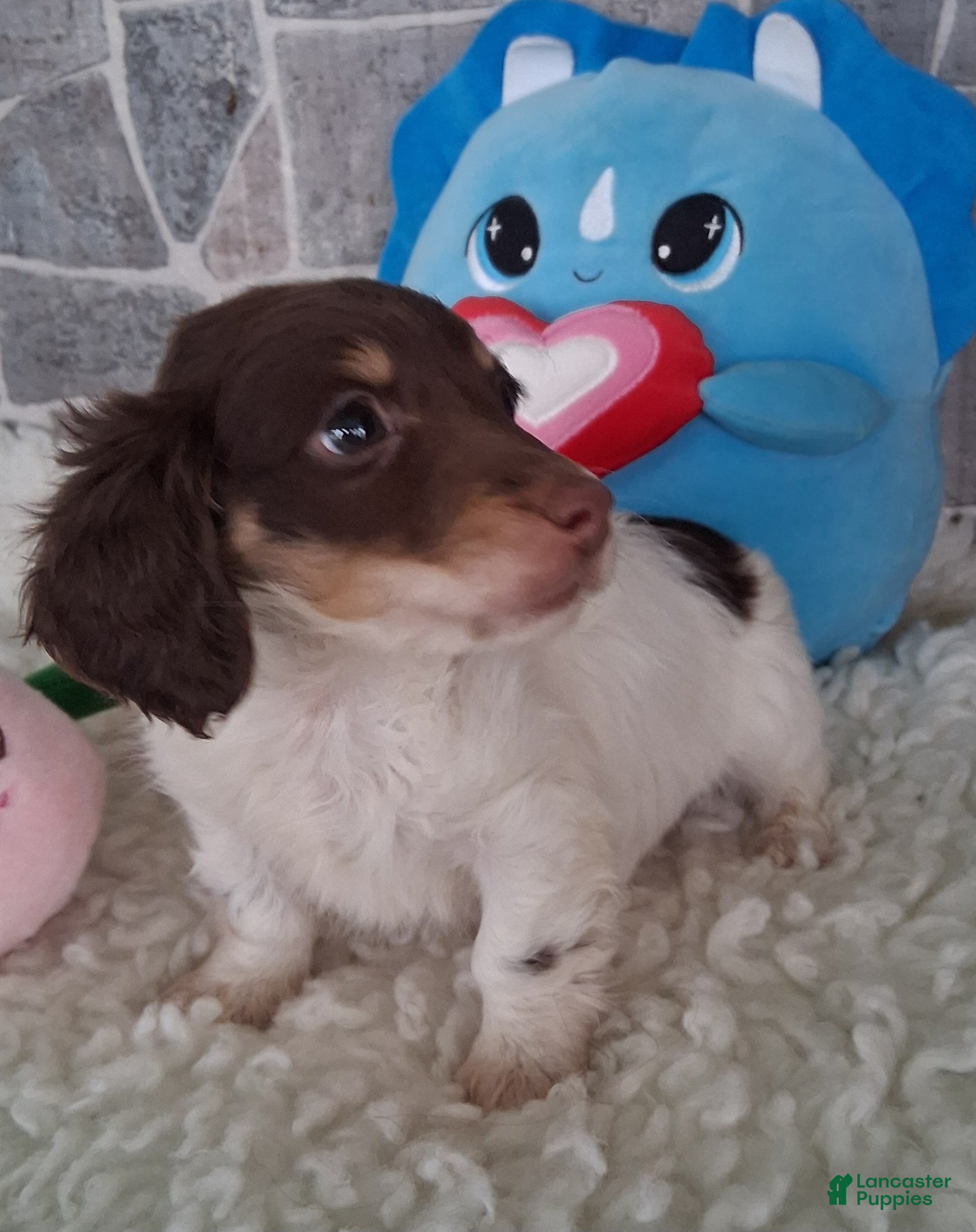 Miniature Dachshund dogs Little Peanut AKC - Ad 2