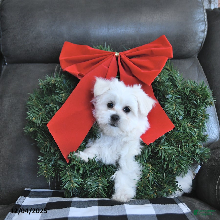 Maltese dogs Elf - Ad 30