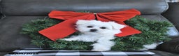 Maltese dogs for sale: Elf - Ad 1