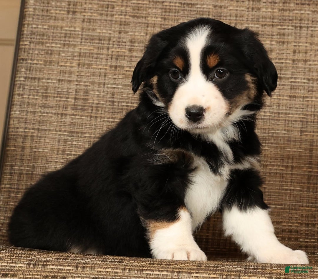 Miniature Australian Shepherd dogs for sale: Twilight - Ad 7