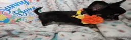 Chihuahua dogs for sale: ElRod [T-Cup] (tri LH) - Ad 3