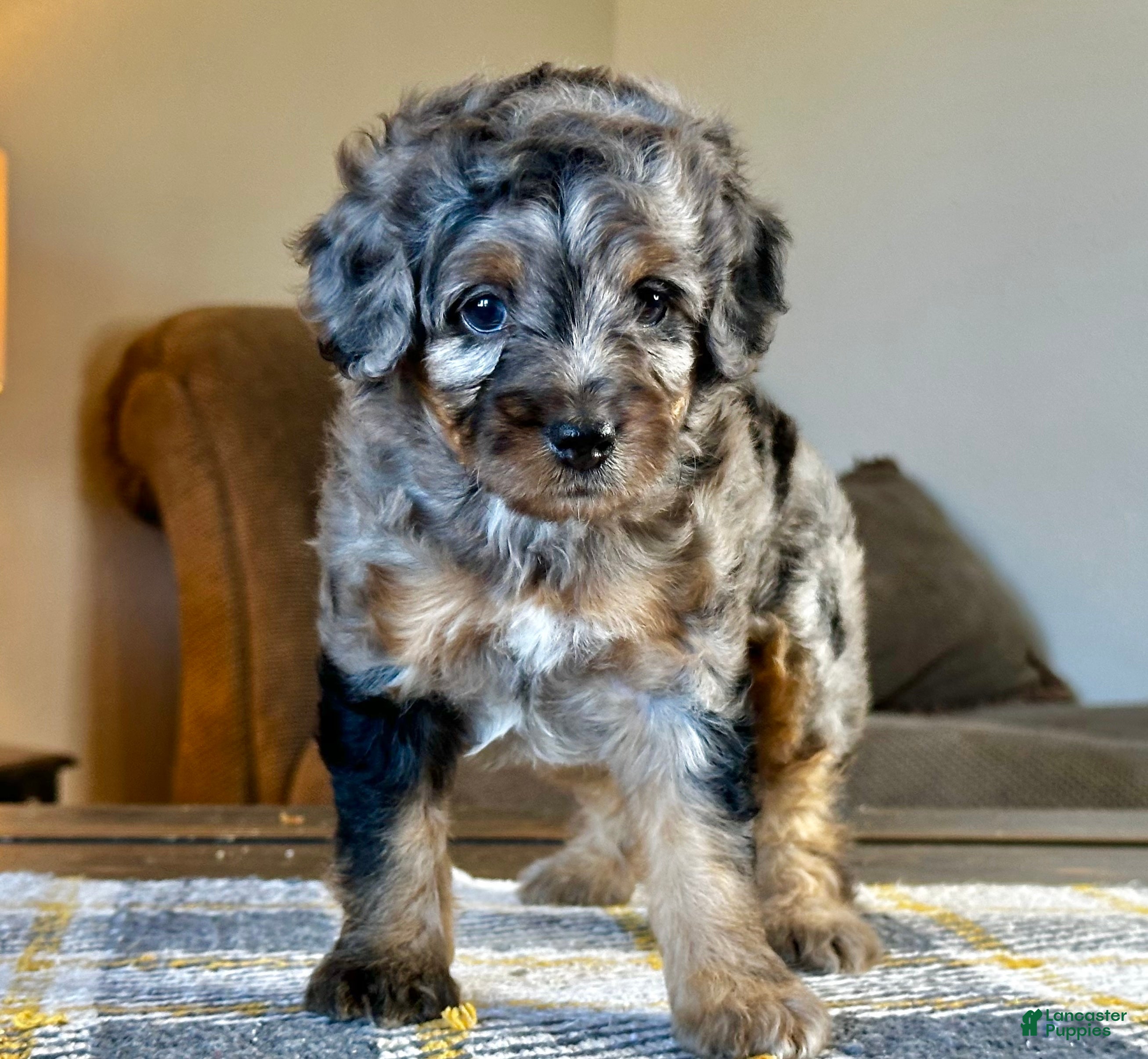 Mixed Breed dogs Phantom Merle Micro Bernedoodle - Ad 1