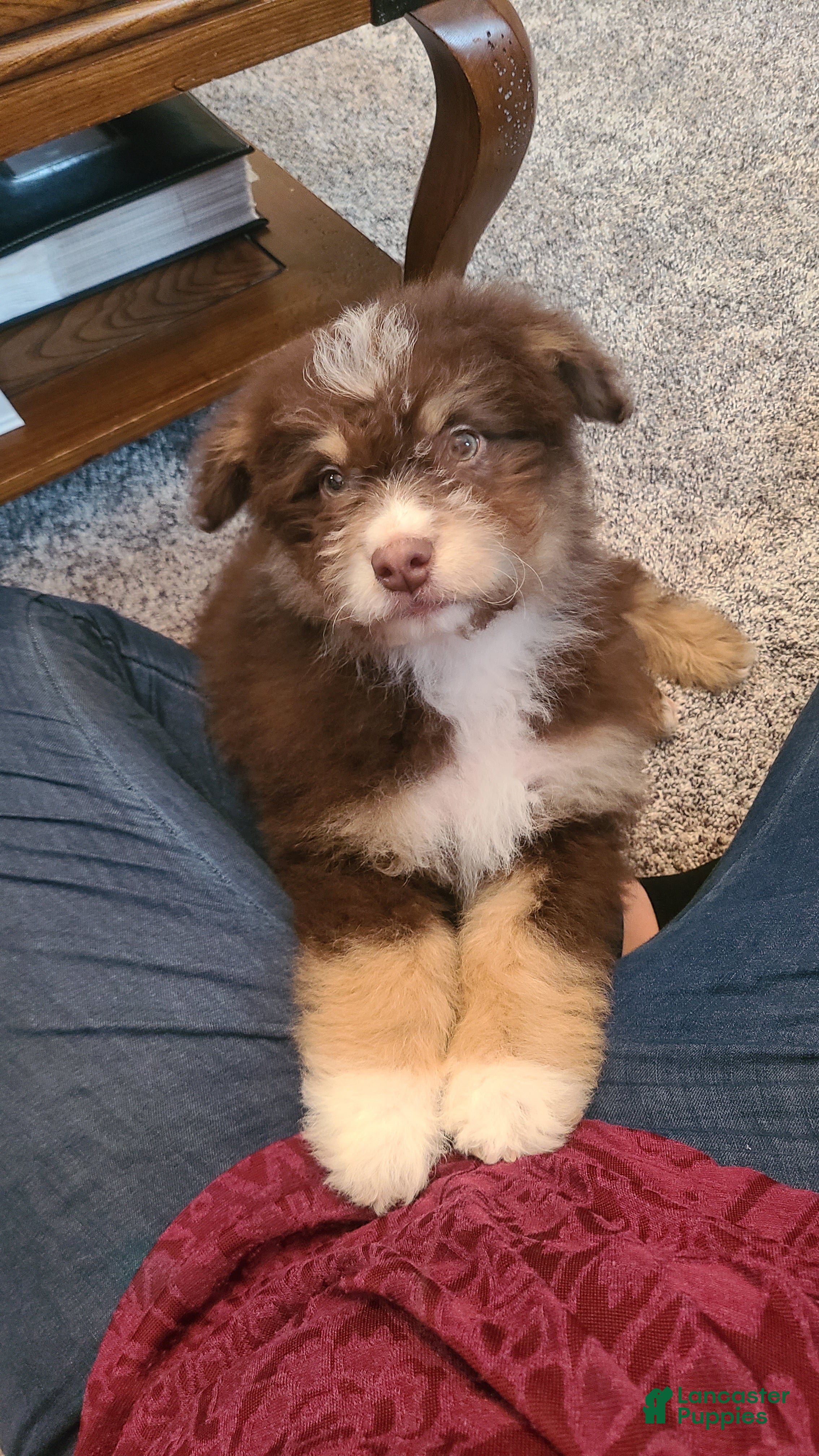 Aussiedoodle dogs Aussiedoodle Puppy 2 - Ad 26