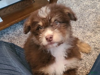 Aussiedoodle dogs Aussiedoodle Puppy 2 - Ad 26