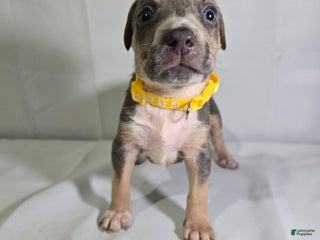 American Bully dogs - Ad 13