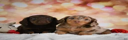 Miniature Dachshund dogs for sale: Penn - Ad 9