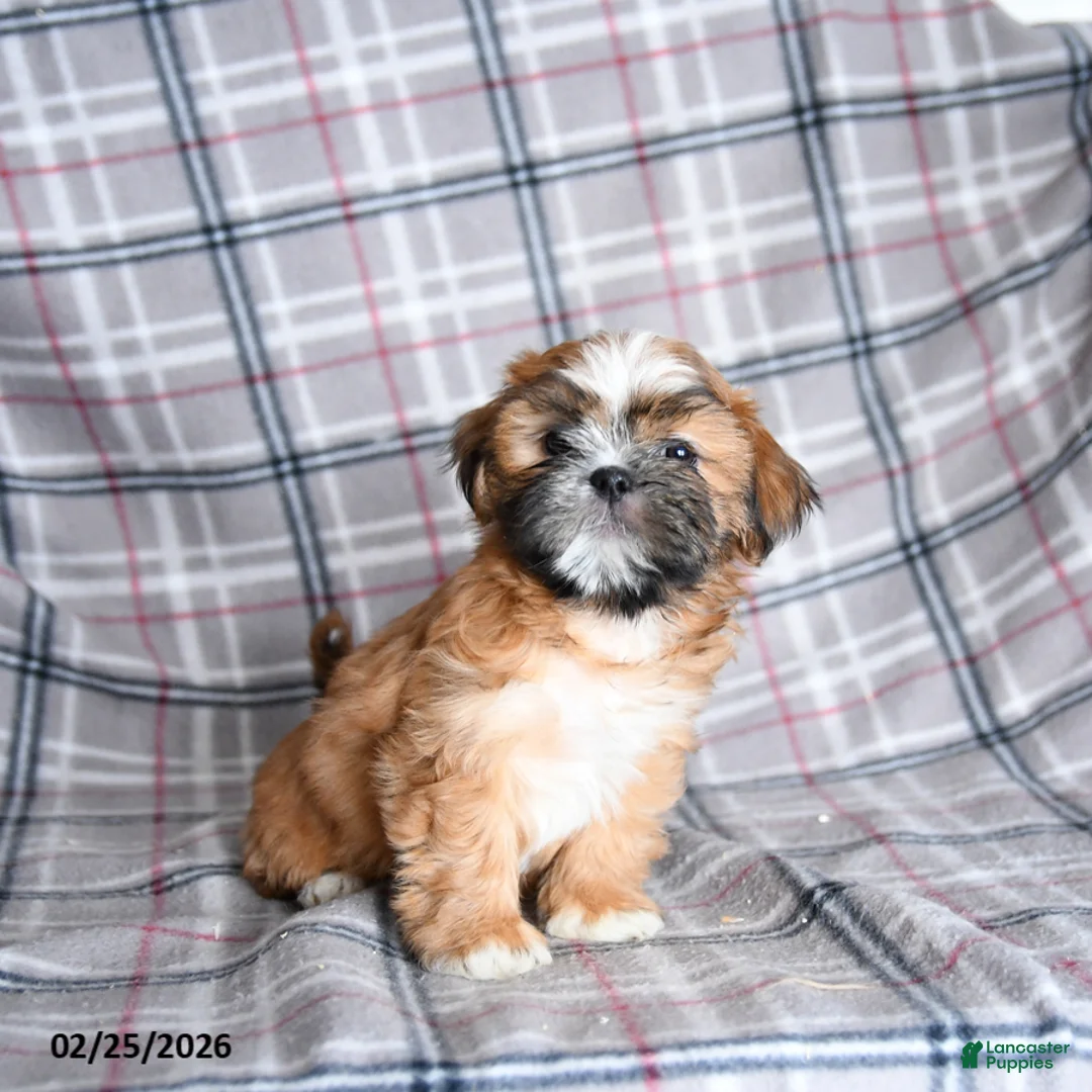 Shih Tzu dogs for sale: Snax - Ad 4