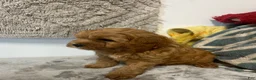 Cavapoo dogs for sale: Jane - Ad 3