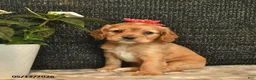 Cockalier dogs for sale: Violet  - Ad 2