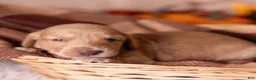 Miniature Dachshund dogs for sale: Chase - Ad 2