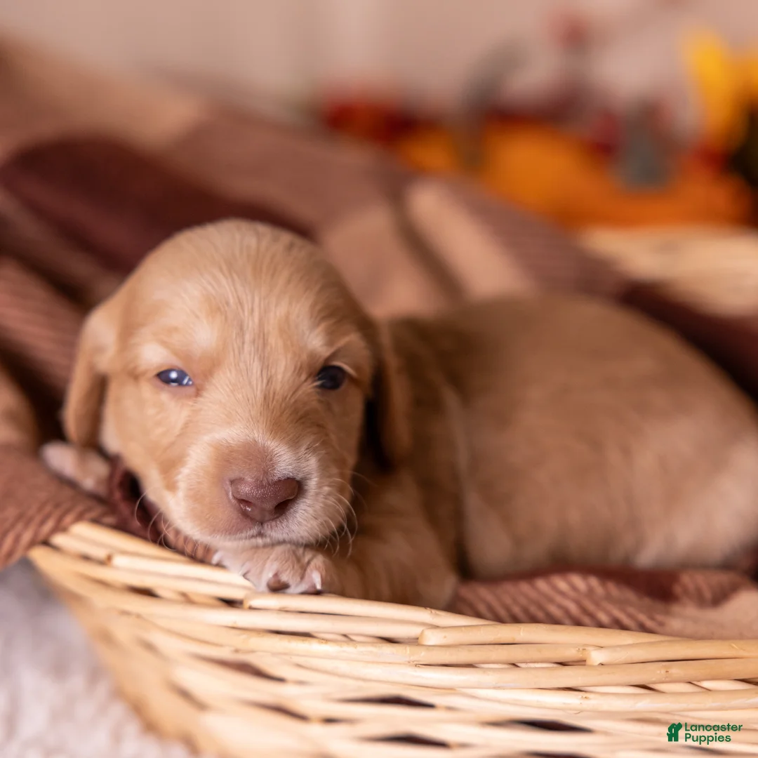 Miniature Dachshund dogs for sale: Chase - Ad 2
