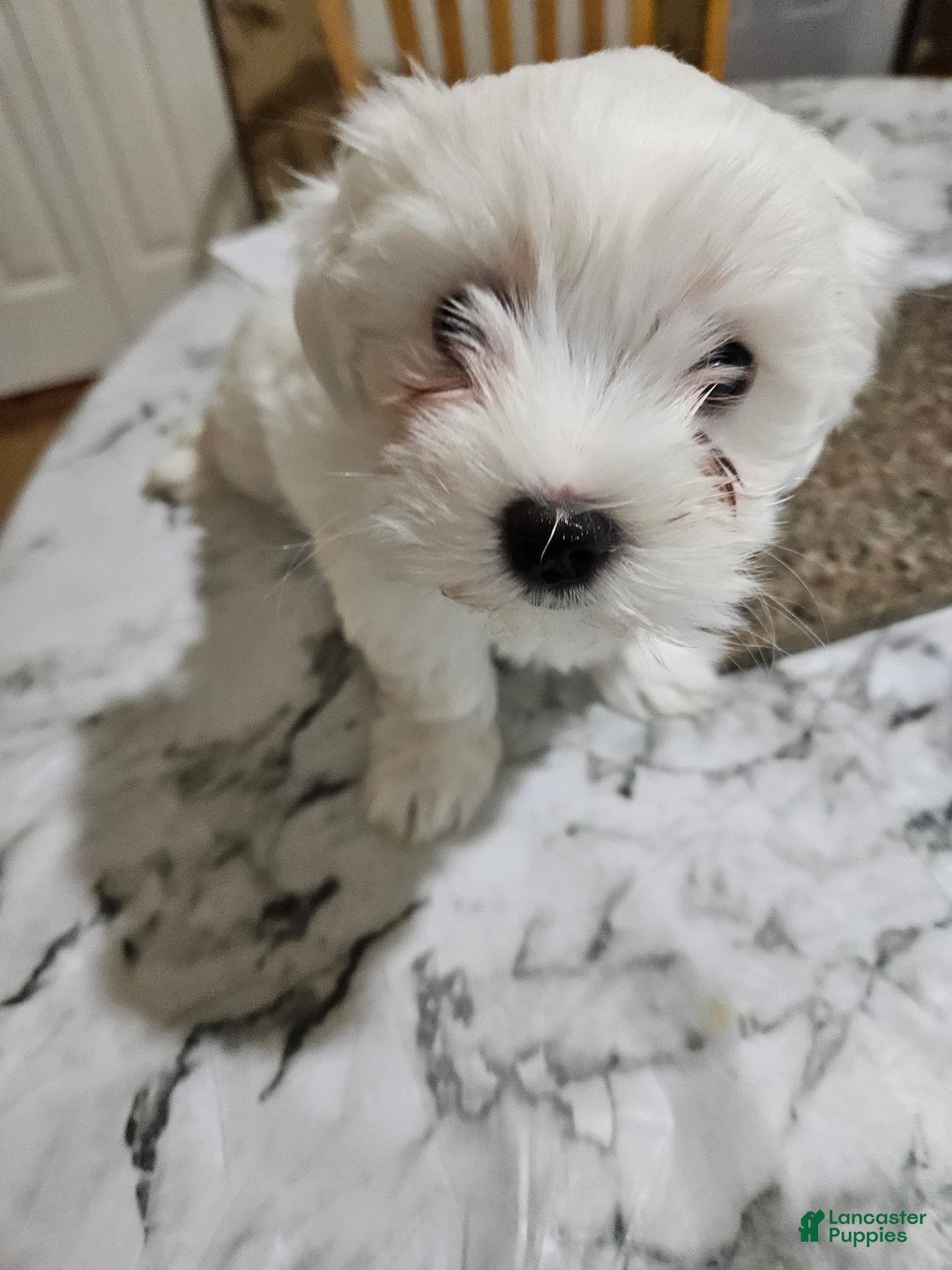 Maltese dogs for sale: Bobo - Ad 1