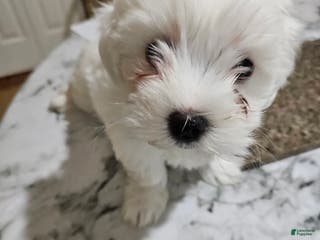 Maltese dogs Bobo - Ad 24