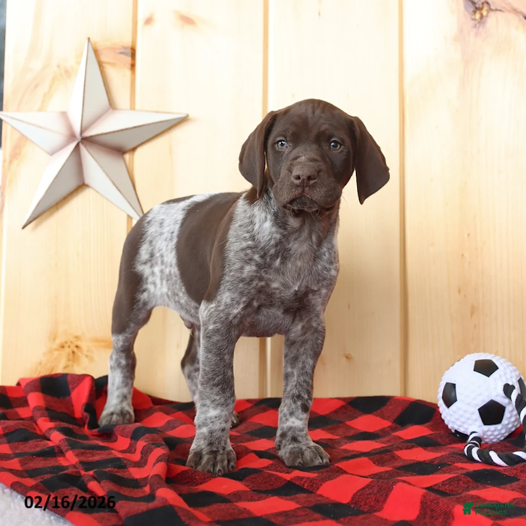 German Shorthaired Pointer dogs for sale: Dover - Ad 3