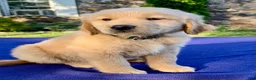 Golden Retriever dogs for sale: Coconut - Ad 4