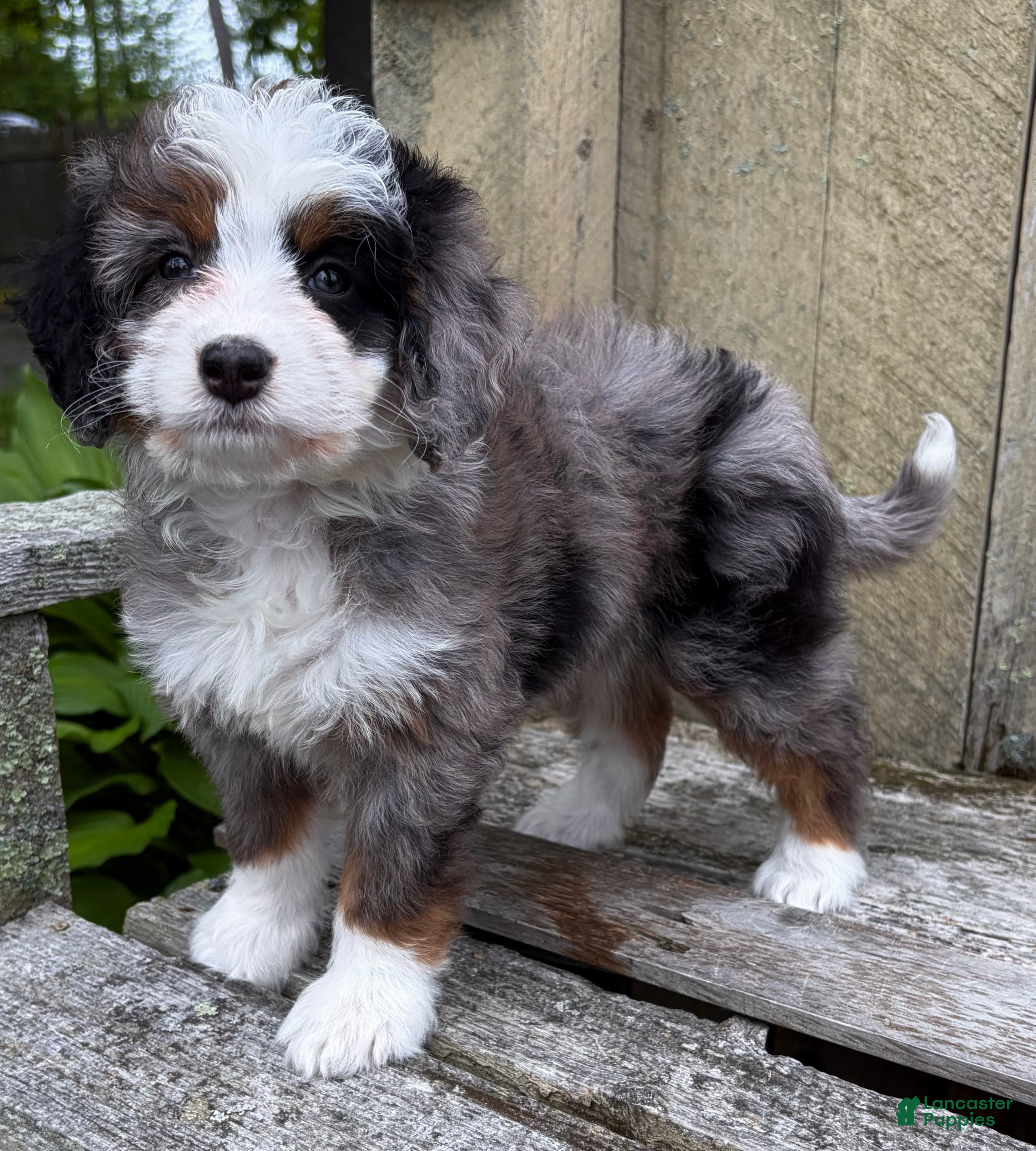 Mini Bernedoodle dogs 💜IN BOSTON MASSACHUSETTS AREA💜TINY BLUE MERLE TRI COLOR💜MINI BERNEDOODLE💜 - Ad 1