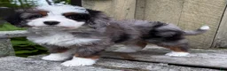 Mini Bernedoodle dogs for sale: 💜IN BOSTON MASSACHUSETTS AREA💜TINY BLUE MERLE TRI COLOR💜MINI BERNEDOODLE💜 - Ad 1