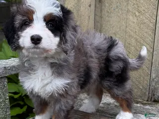 Mini Bernedoodle dogs for sale: 💜IN BOSTON MASSACHUSETTS AREA💜PETITE BLUE MERLE TRI COLOR💜MINI BERNEDOODLE💜 - Ad 4