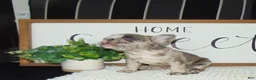 French Bulldog dogs for sale: Twinkle - Ad 11