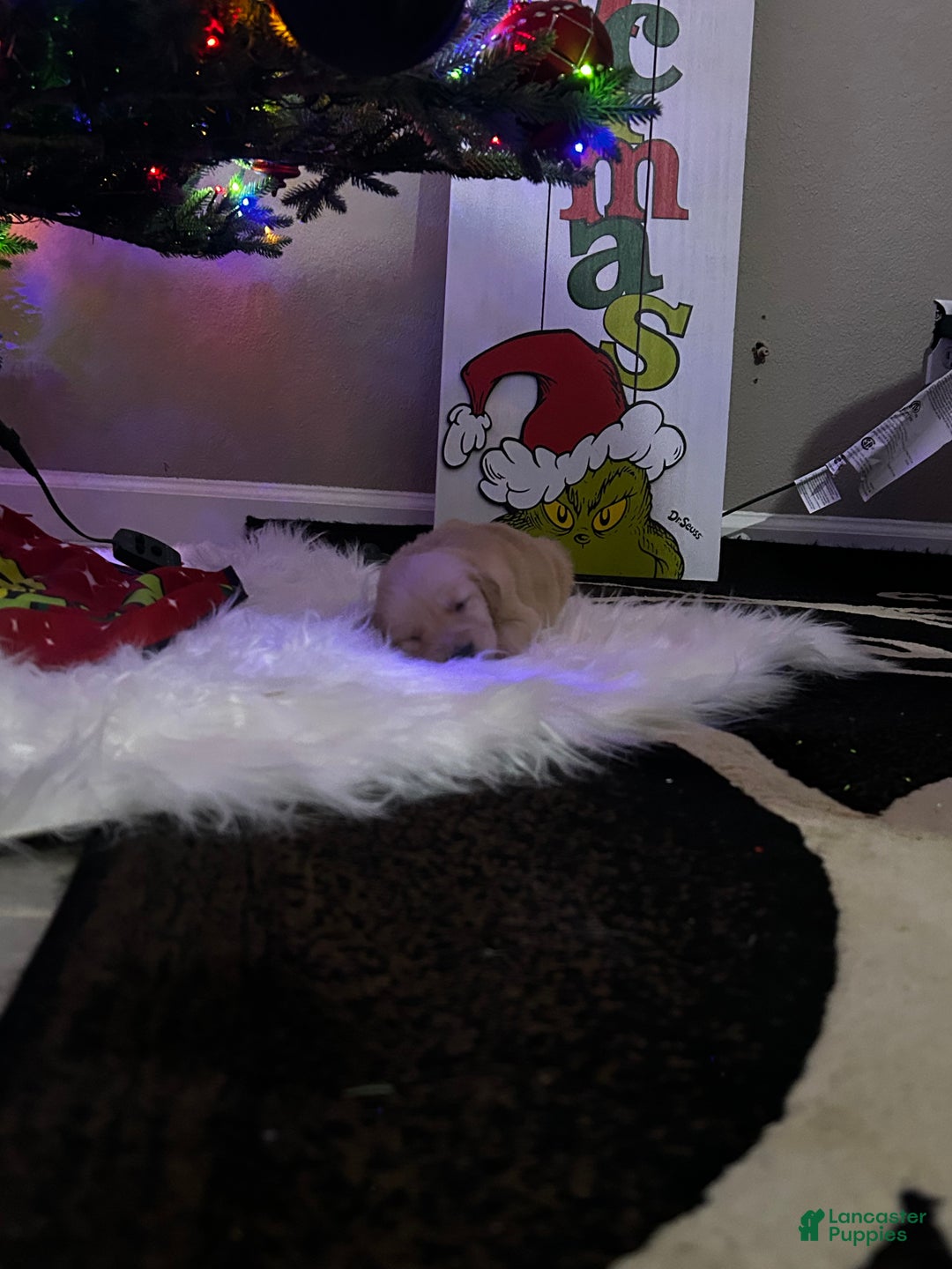 Golden Retriever dogs for sale: Dull green - Ad 3