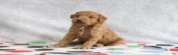 Mini Goldendoodle dogs for sale: Mindy - Ad 4