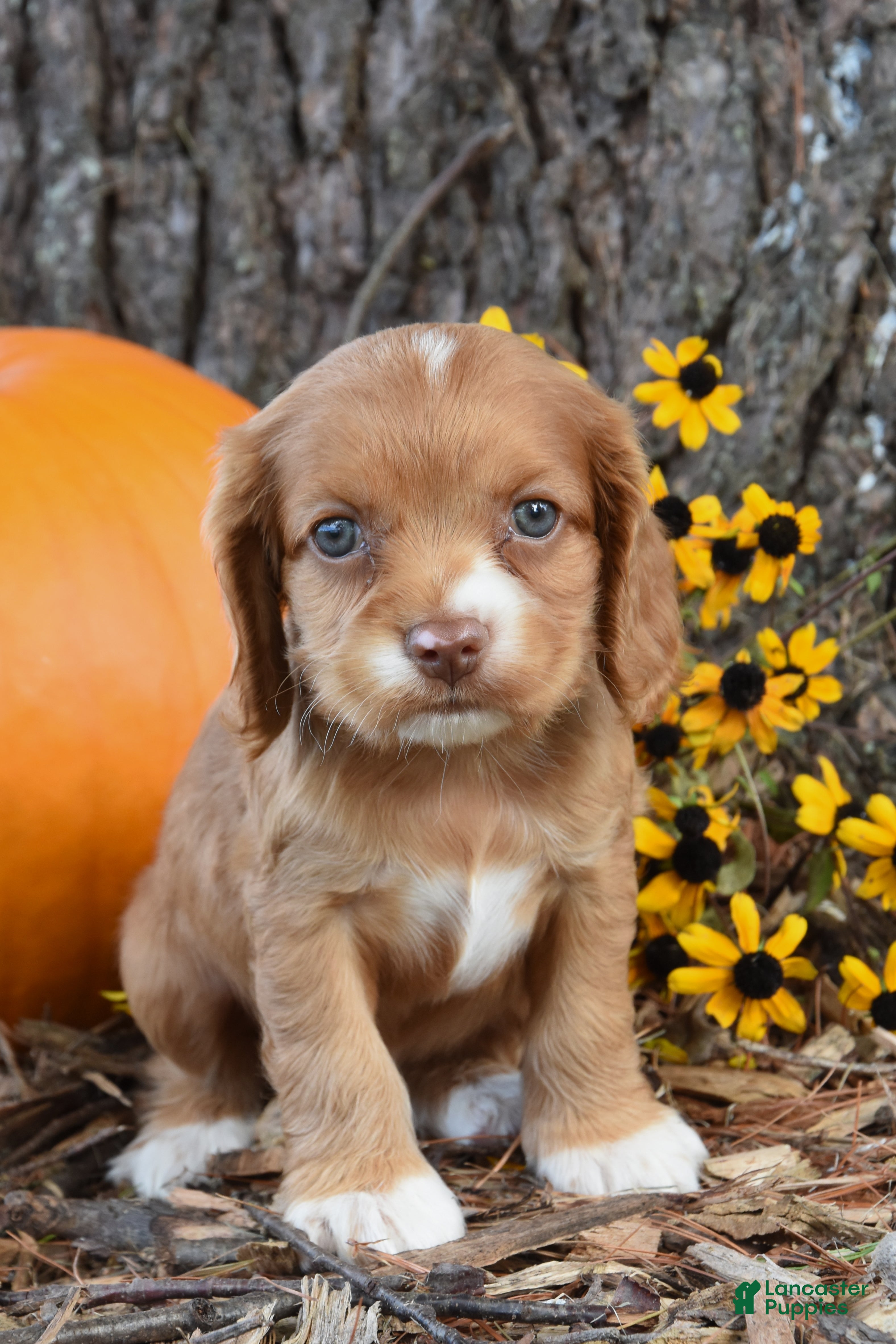 Cocker Spaniel dogs Mason - Ad 1