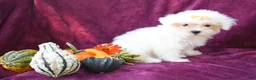 Maltese dogs for sale: Max - Ad 4