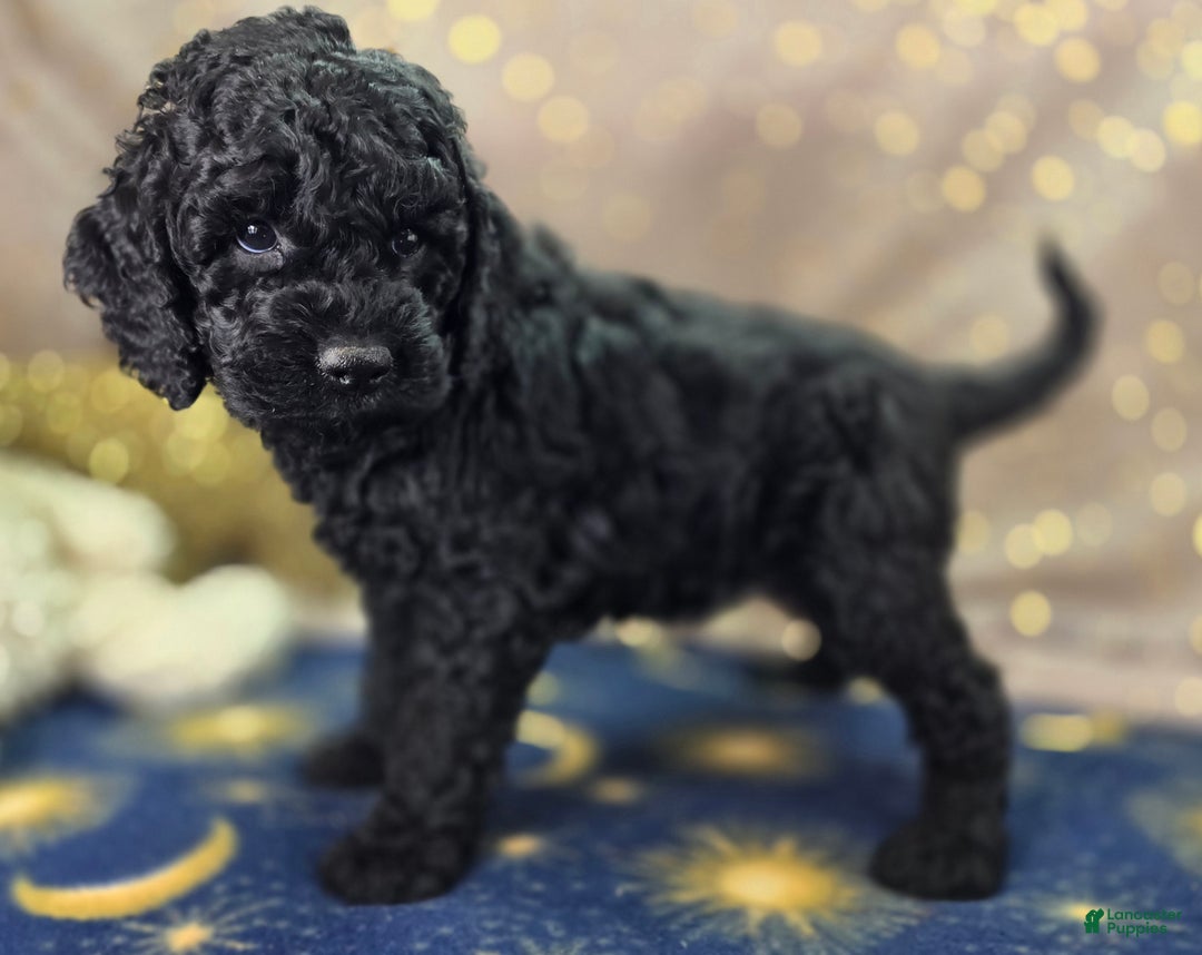 Cockapoo dogs for sale: Foggy - Ad 16