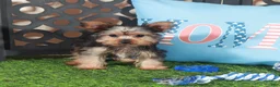 Yorkshire Terrier dogs for sale: Cowboy Adorable ACA Teacup Yorkie - Ad 3