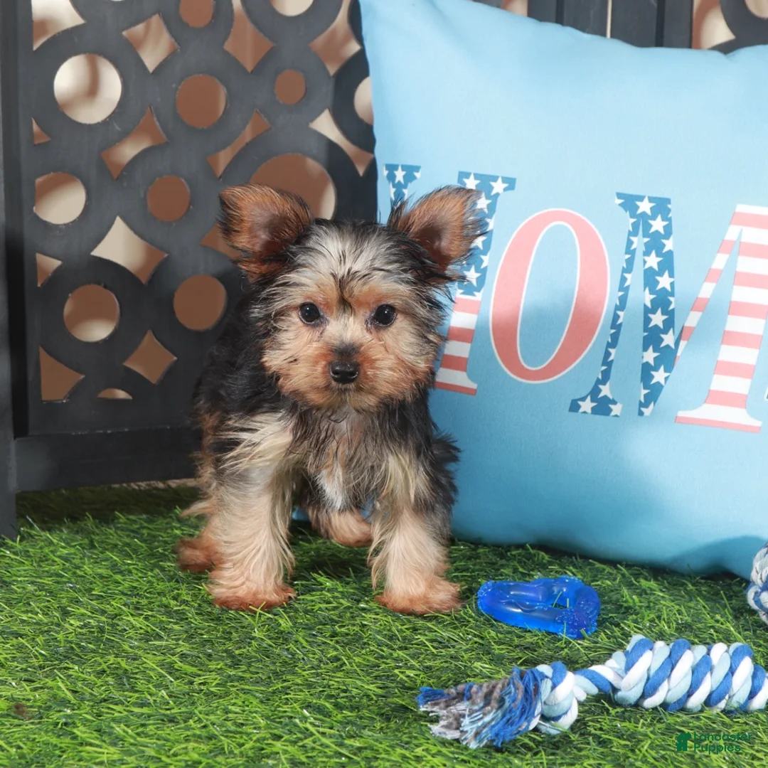Yorkshire Terrier dogs for sale: Cowboy Adorable ACA Teacup Yorkie - Ad 3