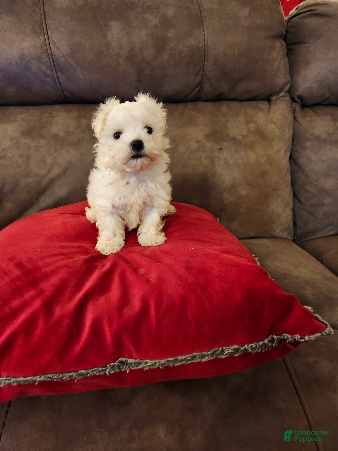 Maltese dogs for sale: Maltese Puppy 1 - Ad 1