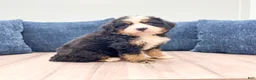 Bernese Mountain Dog dogs for sale: Max - Ad 3