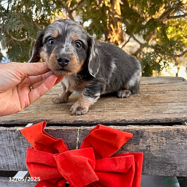 Dachshund dogs Chase - Ad 38