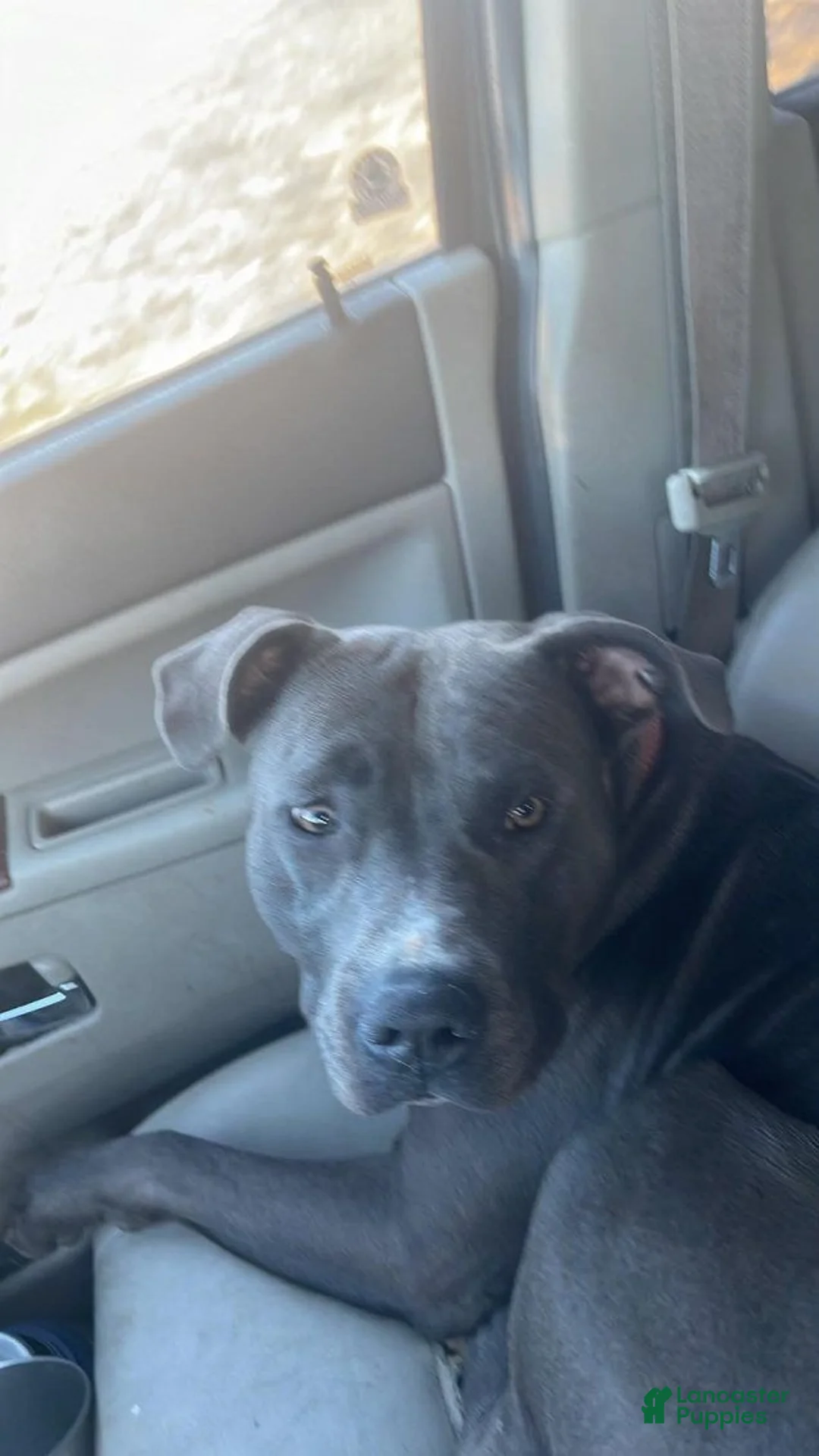 Mixed Breed dogs for sale: Ghost - Ad 3
