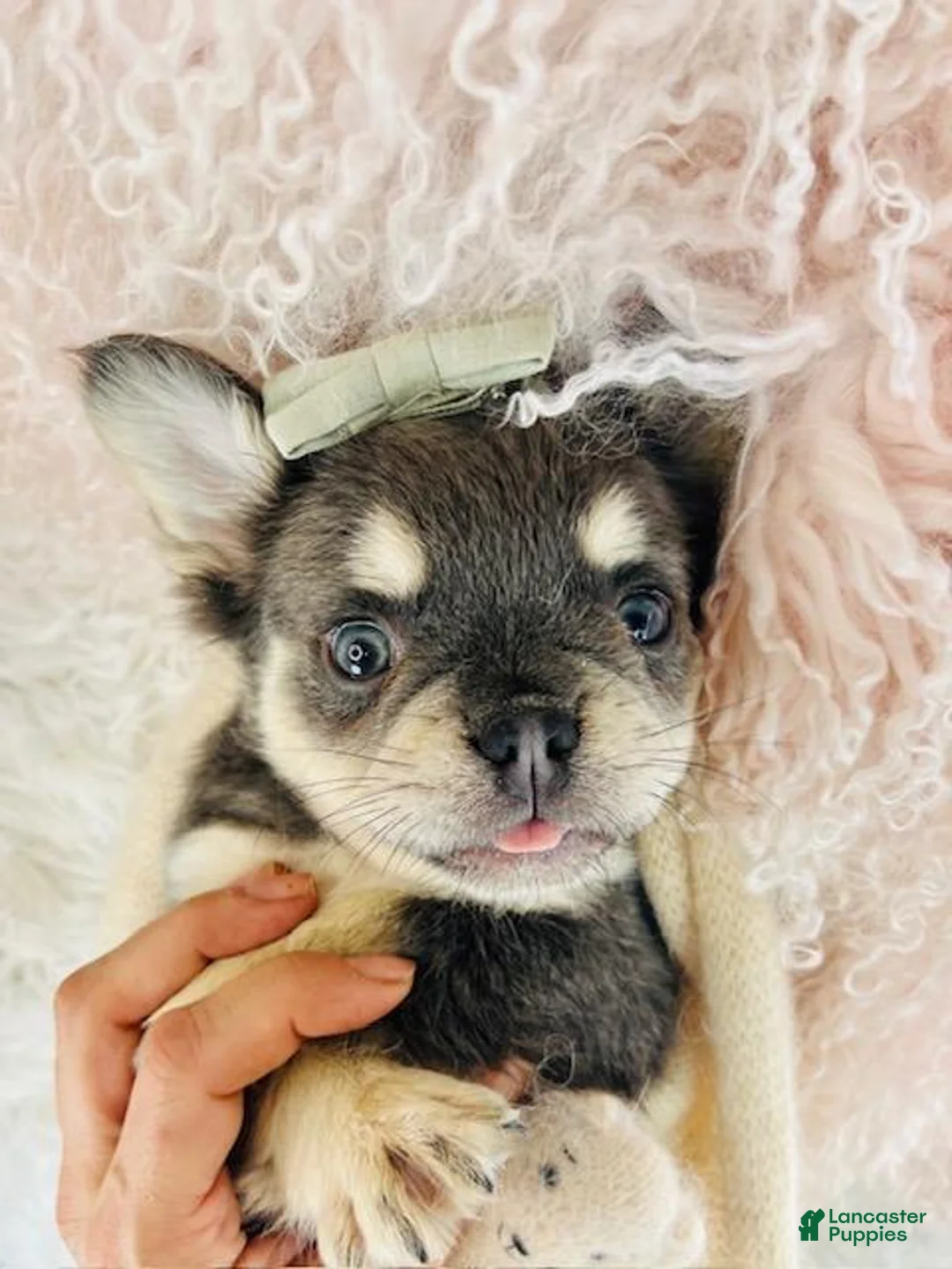 French Bulldog dogs for sale: French Bulldog Puppy 2 - Ad 3