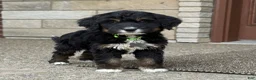 Bernedoodle dogs for sale: Bernedoodle Puppy Hazel - Ad 6